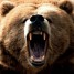BDog_Grizzly is online
