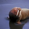 i bet more ppl love this Sexy walrus 