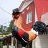 The Chickens with a Snappy Hat
