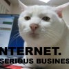 Cats Are the True Internet Mascot!