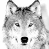 The Wolf-pack