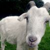 Ruffles the Goat Fan page